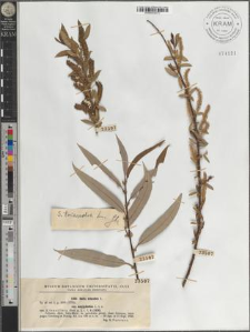 Salix triandra L. subsp. amygdalina L.