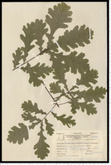 Quercus robur L.