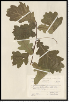 Quercus robur L.