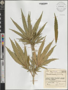 Cannabis ruderalis Janischewsky