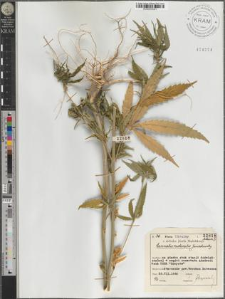 Cannabis ruderalis Janischewsky