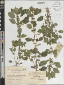 Urtica urens L.