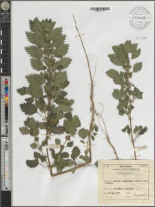 Urtica urens L.