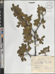 Loranthus europaeus L.