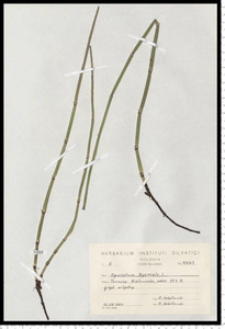 Equisetum hyemale L.