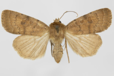 Hoplodrina octogenaria