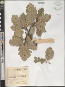 Quercus pubescens