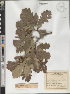 Quercus robur