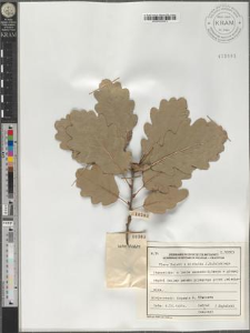 Quercus sessilis