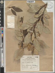 Populus ×hybrida cult. var. 275