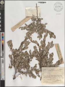 S[alix] arenaria L. × cinerea L.