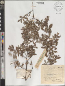 S[alix] arenaria L. × cinerea L.