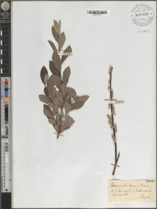 Salix aurita - Lapponum Wimmer.