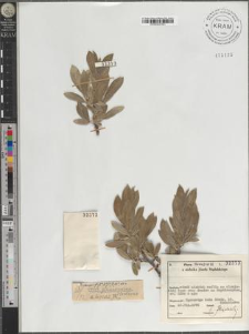 Salix glaucosericea Floderus