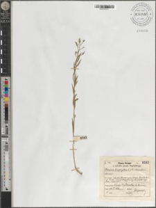 Thesium linophyllon L.