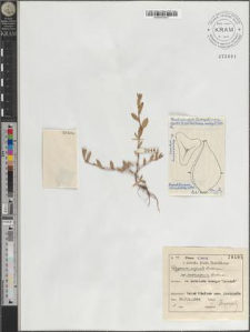 Polygonum aequale Lindman subsp. oedocarpum Lindman