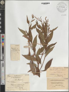 Polygonum lapathifolium L. subsp. lapathifolium