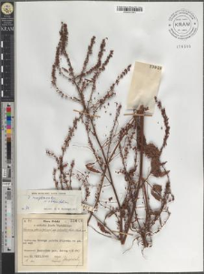 R[umex] conglomeratus × obtusifolius