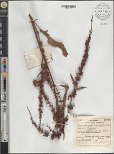 Rumex obtusifolius L. subsp. silvestris (Wallr.) Rech. pat. × Rumex crispus L.