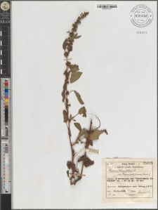 Rumex obtusifolius L. subsp. transiens (Simk.) Rech. f.