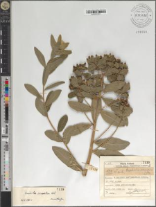 Euphorbia carpatica