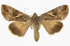 Autographa gamma