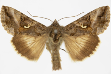 Autographa gamma