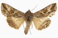 Autographa gamma