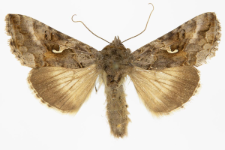 Autographa gamma