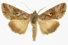 Autographa gamma