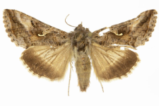 Autographa gamma