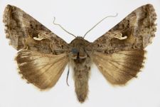 Autographa gamma