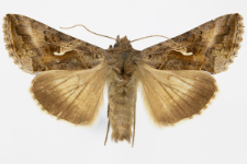 Autographa gamma