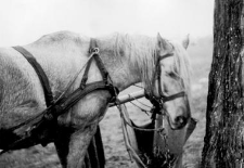 Horse in a harness