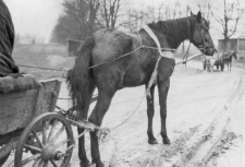 One horse harnessed