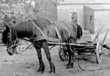 One horse harnessed