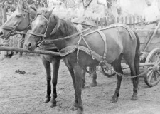 One horse harnessed