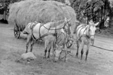 Three horses in a harness