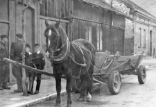 One horse harnessed