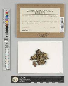 Cetrelia cetrarioides (Del ex Duby.) WL Culb. & CF Culb.