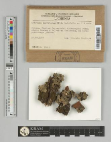 Cetrelia olivetorum (Nyl.) WL Culb. & CF Culb.