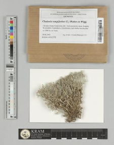 Cladonia rangiferina (L.) Weber ex Wigg.