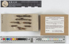 Physarum alpestre Mitchel, S.W.Chapm. & M.L.Farr