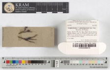 Lamproderma spinulosporum Mar. Mey., Nowotny & Poulain