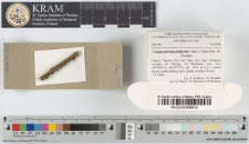 Lamproderma piriforme (Meyl.) Mar.Mey. & Poulain