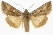 Autographa gamma