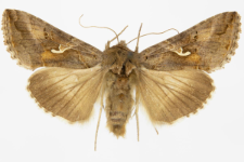 Autographa gamma