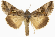 Autographa gamma