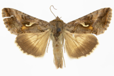 Autographa gamma