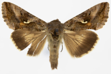 Autographa gamma